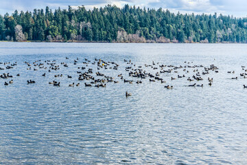 Birds On Lake 2