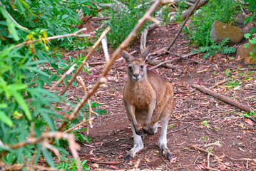 Kangaroos.Tasmania. Australia.