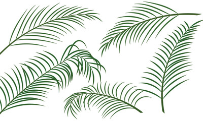 Fototapeta na wymiar date coconut palm leaves