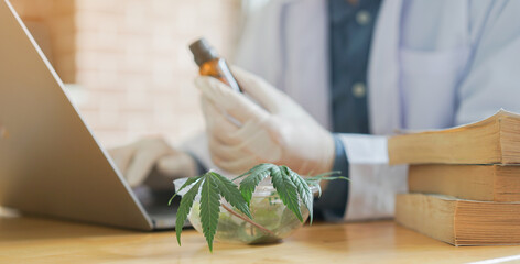 close up on cannabis leaves sample on the table of scientist research and test about CBD oil in...