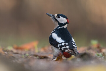 Great spotted woodpecker (Dendrocopos major) sits on the ground, Goois Natuurreservaat, The Nerherlands.