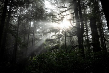 Sunlight penetrating through trees in the dark forest.