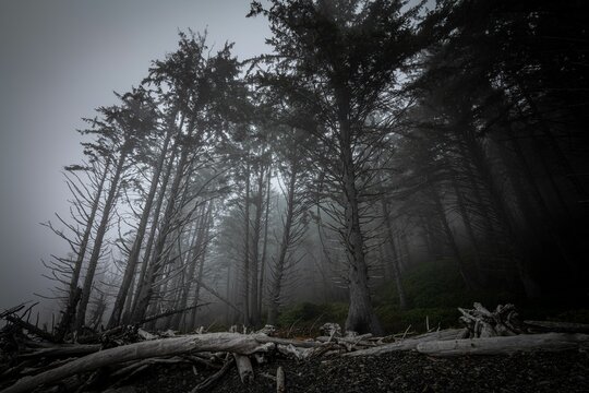 Low-angle shot of trees in the dark misty forest against the background of the gray sky.