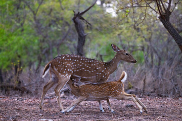Mother's love in Wild