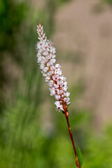 Bistorta affinis fleece flower in bloom, beautiful white purple knotweed Himalayan bistort flowering plant in the garden