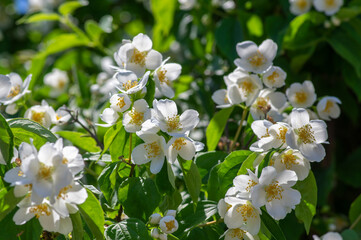 Philadelphus coronarius sweet mock-orange white flowers in bloom on shrub branches, flowering English dogwood ornamental plant