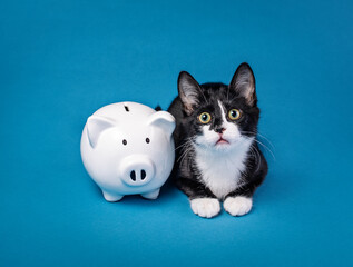Cute little tuxedo kitten with a piggy bank on a blue background. Animal Charity or donate to rescue concept. - 582512775