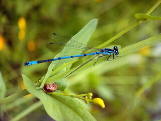 blue dragonfly on a green leaf