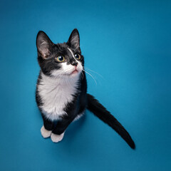 Cute tuxedo kitten sitting looking up and to the right on a blue background. - 582513185