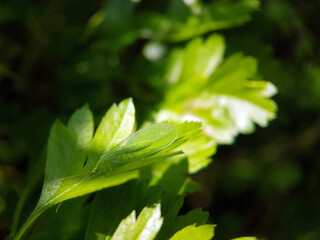 lacewing fly on leaf