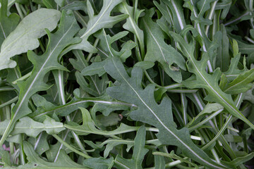 Obraz premium Green fresh rucola or arugula leaf isolated