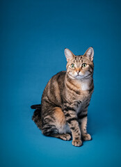 Fototapeta na wymiar Adult tabby cat sitting on a blue background