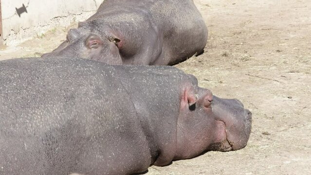 deux hippopotames endormis sur le sol	