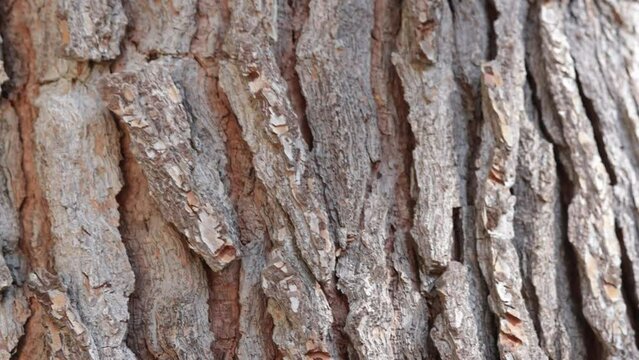 &eacute;corce de tronc d'arbres en gros plan