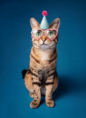 Happy Funny Birthday Party Cat with hat and pink sunglasses on a blue background. - 582514186