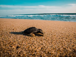 Fototapeten tortuga recien nacida yendo hacia el mar  © ChuchoU