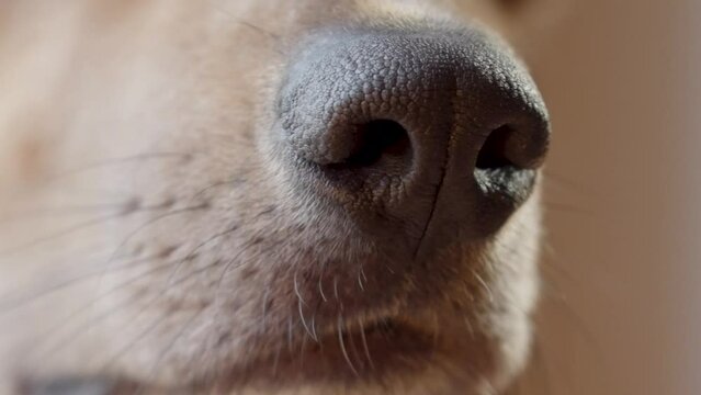 Closeup muzzle of a dog