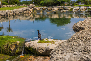 Beautiful view of beautiful black tropical bird on rock bank of lake blue water surface background. Aruba. 
