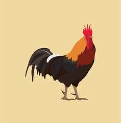 A Beautiful Hen is Wandering in the nature2