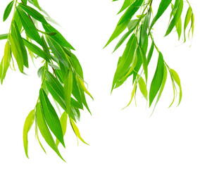 Fototapeta na wymiar branches of willow with green leaves are isolated on white background. Spring foliage. Willow leaves.
