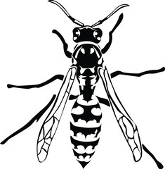 Black and White Cartoon Illustration Vector of Wasp