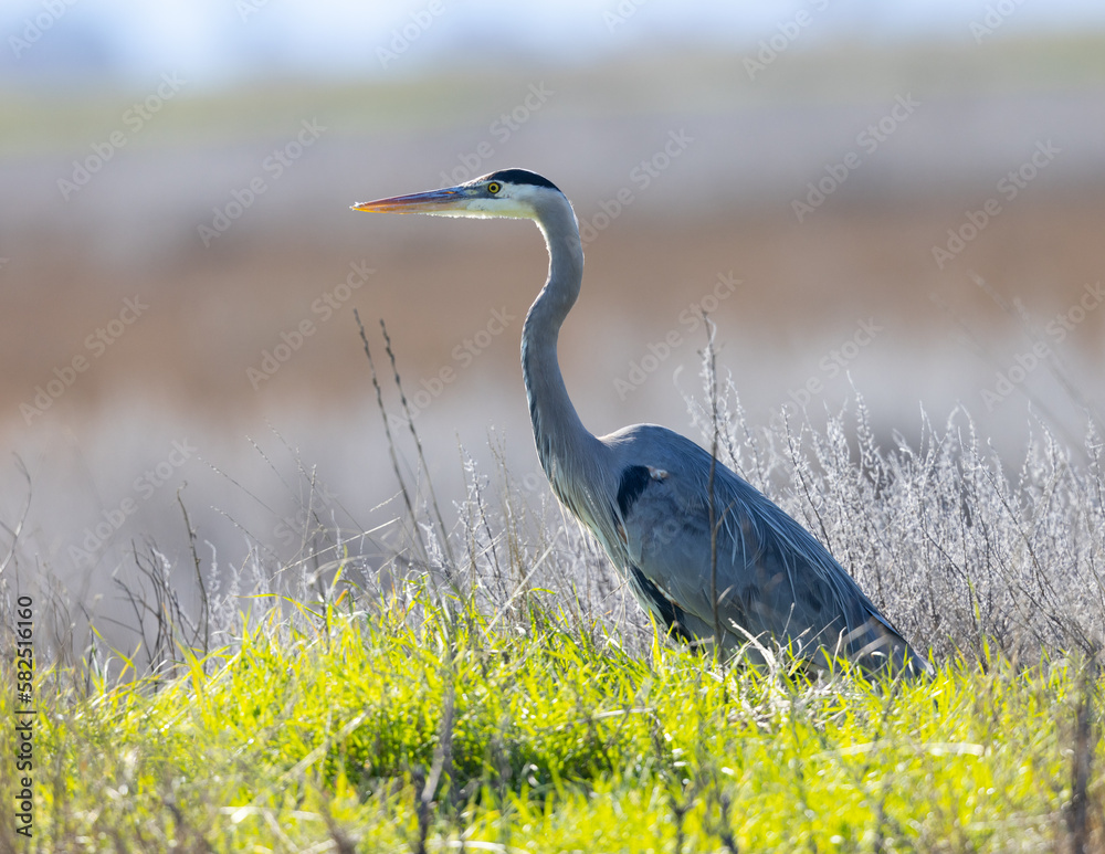 Poster Close view of a great blue heron, seen in the wild in North California