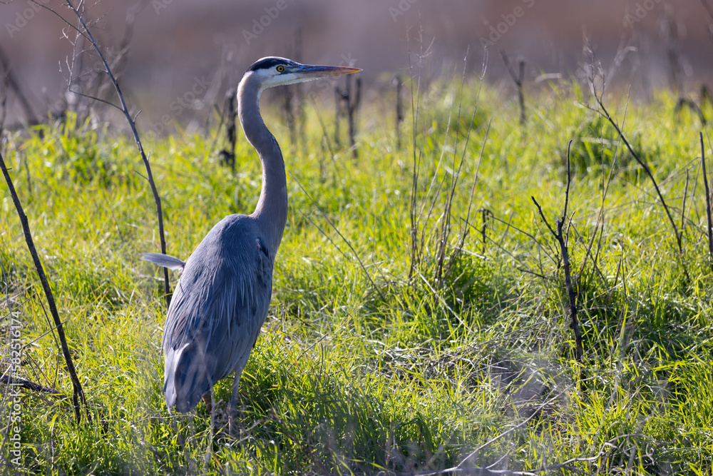 Poster Close view of a great blue heron, seen in the wild in North California