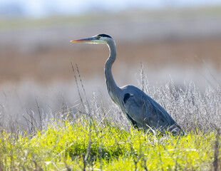 Close view of a great blue heron, seen in the wild in North California