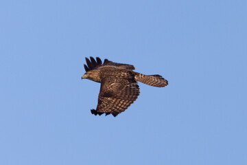 Close view of a red-tailed hawk flying, seen in the wild in  North California