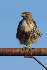 Close view of a red-tailed hawk perched, seen in the wild in  North California