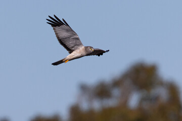 Close view of a male  hen harrier (Northern harrier)  flying, seen in the wild in North California