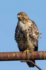 Close view of a red-tailed hawk perched on one leg, seen in the wild in  North California