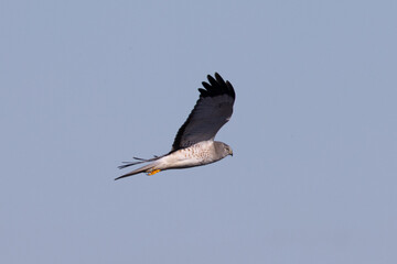 Close view of a male  hen harrier (Northern harrier)  flying, seen in the wild in North California