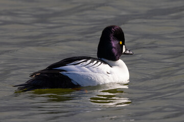 Male Common Goldeneye, seen in the wild in a North California marsh