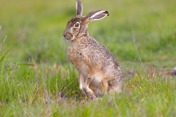 Very close view of a black-tailed jackrabbit, seen in the wild near a north California marsh 