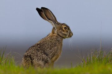 Very close view of a black-tailed jackrabbit, seen in the wild near a north California marsh 