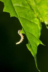 Eine Raupe frisst sich am Blatt einer Pflanze fett und satt.