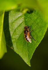 Fototapeta premium Nahaufnahme einer Wald Mistbiene auf einem Blatt.
