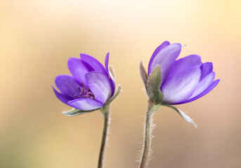 Wiosenne kwiaty - Przylaszczki