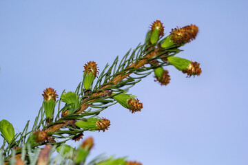 Junge Triebe und Blüten an einem Nadel Baum. Nadelbaum Nahaufnahme eines Zweig.