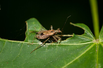 Ein Langhornbuschräuber Himacerus apterus auf einer Pflanze.
