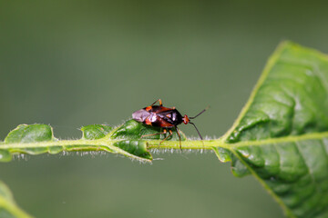 Eine rote Wanze, ein Gemeiner Nimrod mit schwarzen Flecken auf den Flügeln.
