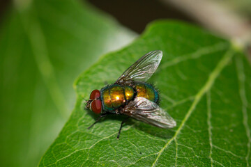 Eine Fliege, Goldfliege unbest. (Lucila spec.) auf einem Baumblatt.
