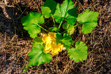 Bright yellow flower on a zucchini plant in bloom.