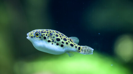 Ein kleiner Süßwasserkugelfisch im Aquarium. Sie ernähren sich von Schnecken....