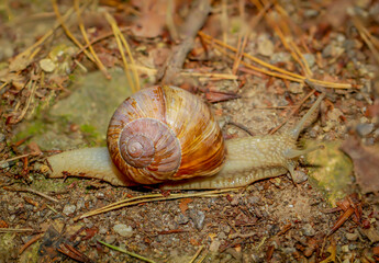 Eine Weinbergschnecke mit einem Braunen Haus auf dem Waldboden.