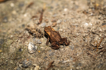 Eine noch sehr junge Erdkröte, eine Bufo Bufo in einem feuchten Graben.
