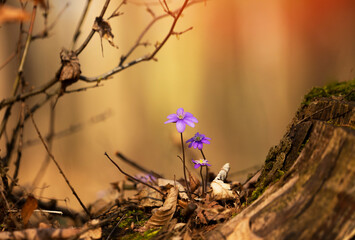 Kwiaty Przylaszczki pospolitej w lesie