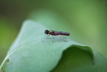 Nahaufnahme einer Zweipunkt Dungwaffenfliege, Sargus bipunctatus auf einem Blatt.