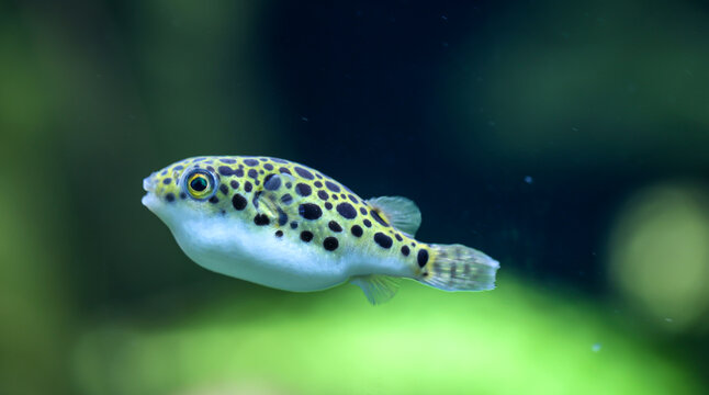 Ein kleiner S&uuml;&szlig;wasserkugelfisch im Aquarium. Sie ern&auml;hren sich von Schnecken. Leopard-Kugelfisch, Tetraodon schoutedeni